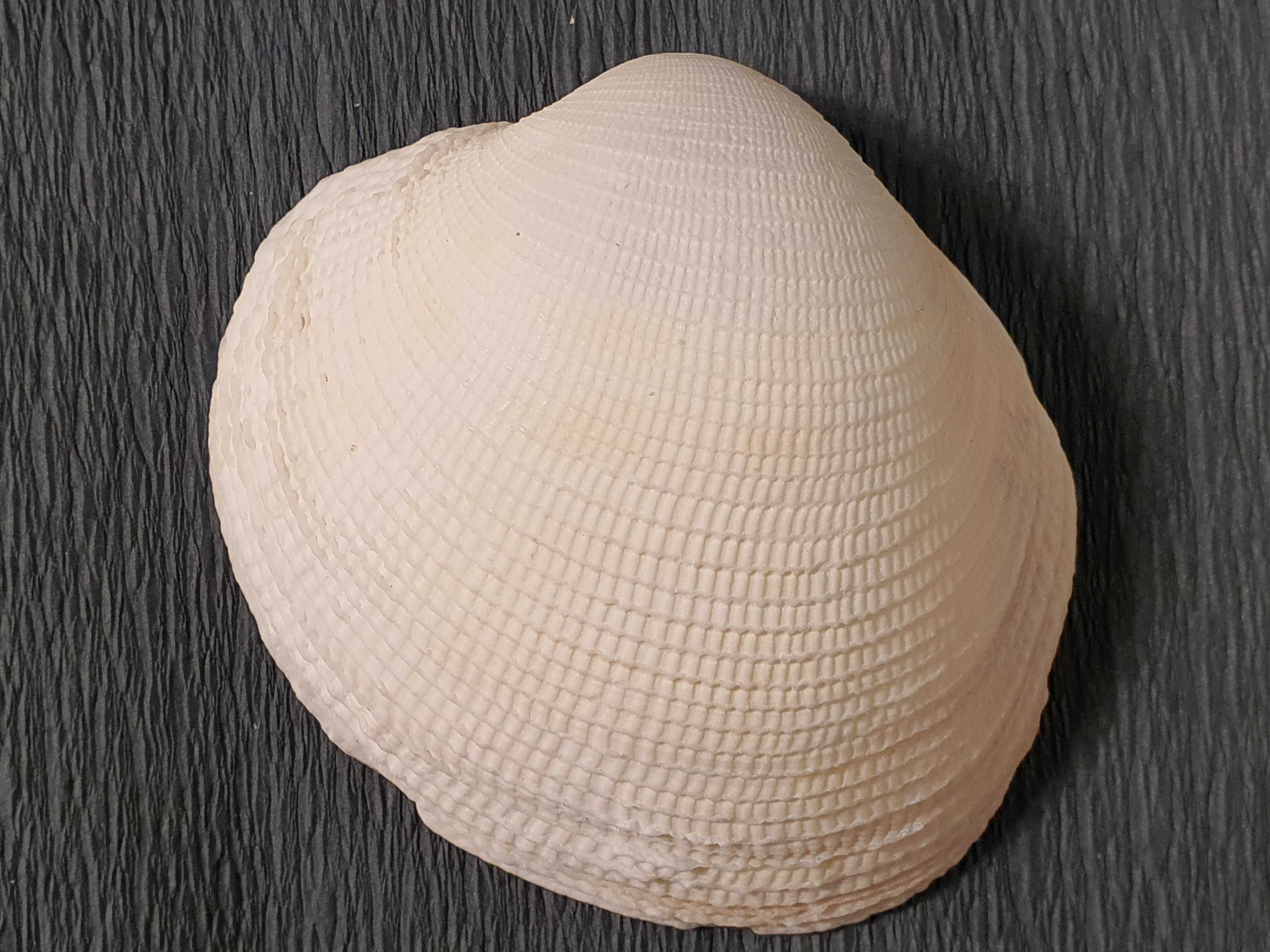 Muszla morska o wymiarach 75 x 65 x 20 mm (nr 42)