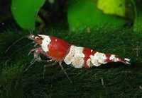 GB Krewetka Crystal Red - Caridina