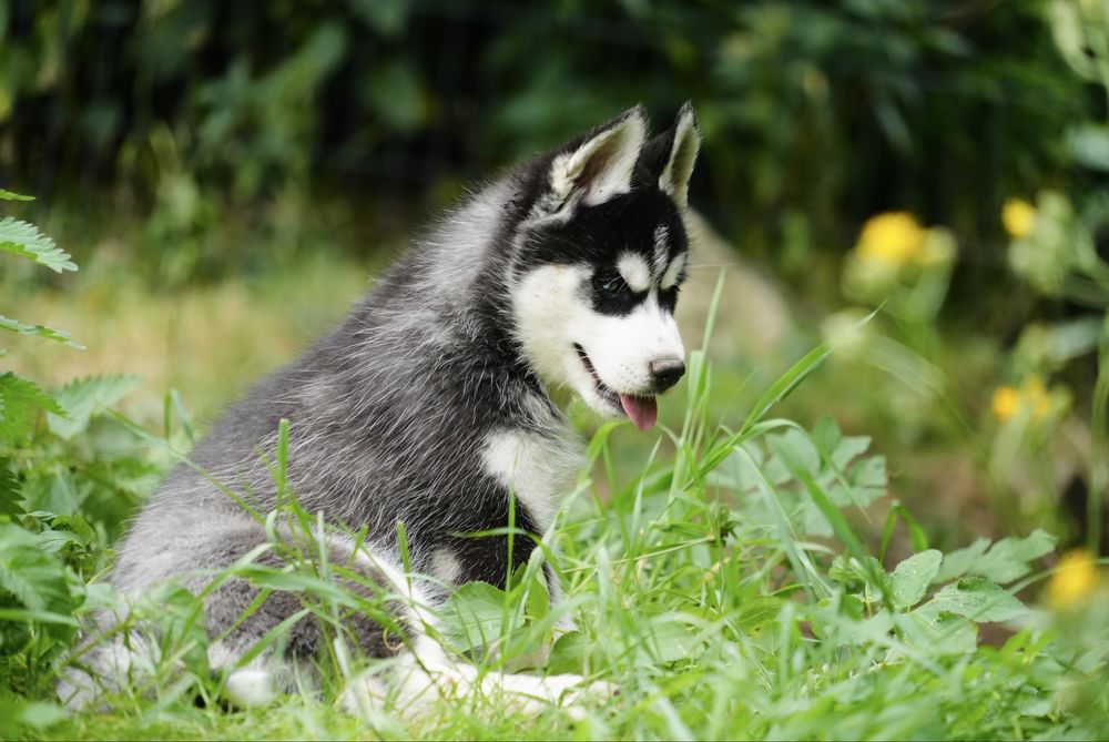 Niebieskooka przepiękna dziewczynka Siberian Husky FCI