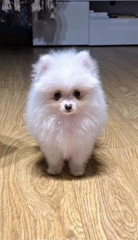 Szpic miniaturka Pomeranian