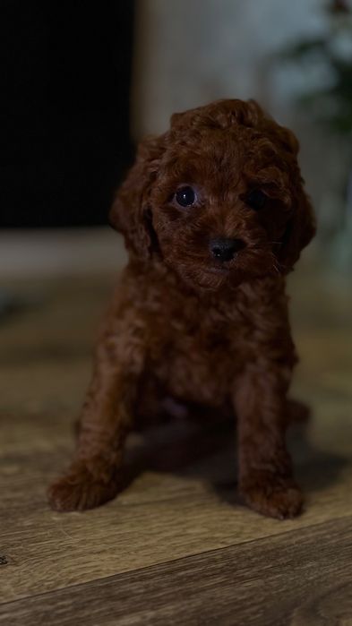 Роскошные Toy Poodle Red Brown, Китай