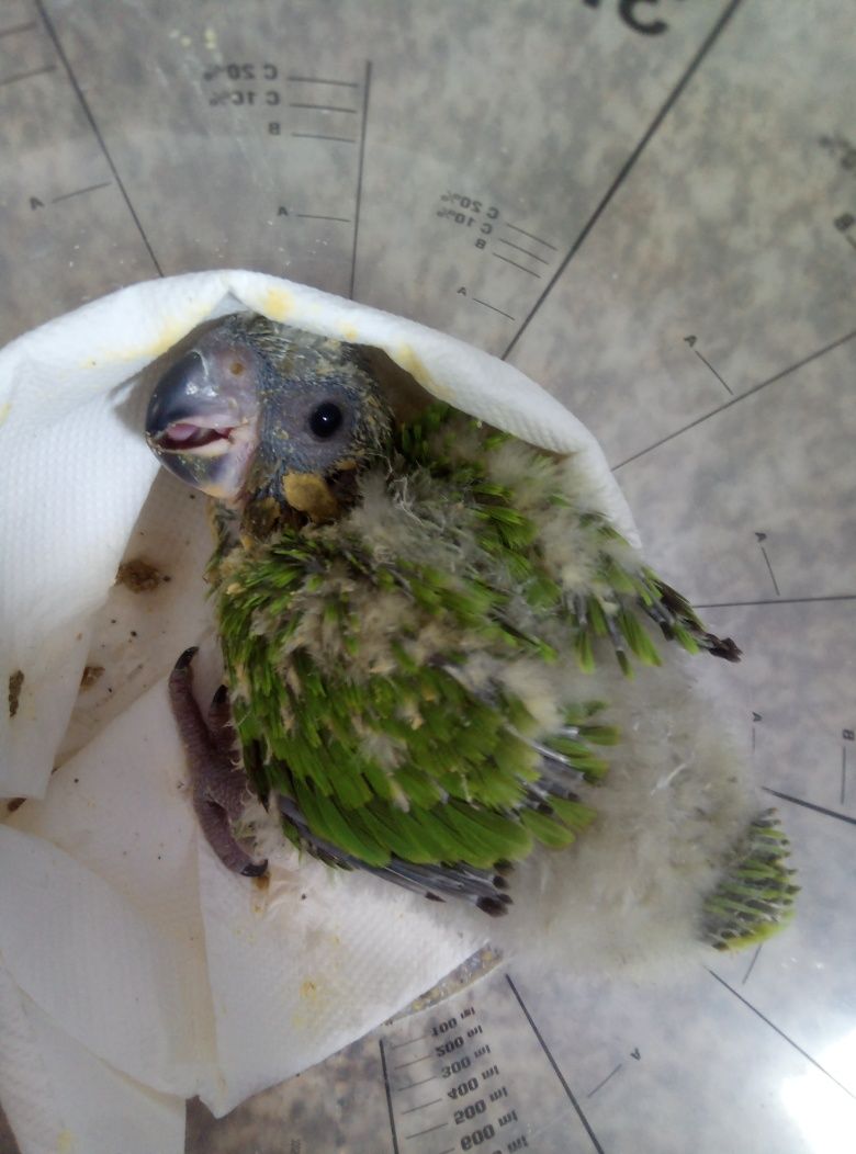 Papagaio do Senegal criado á mão