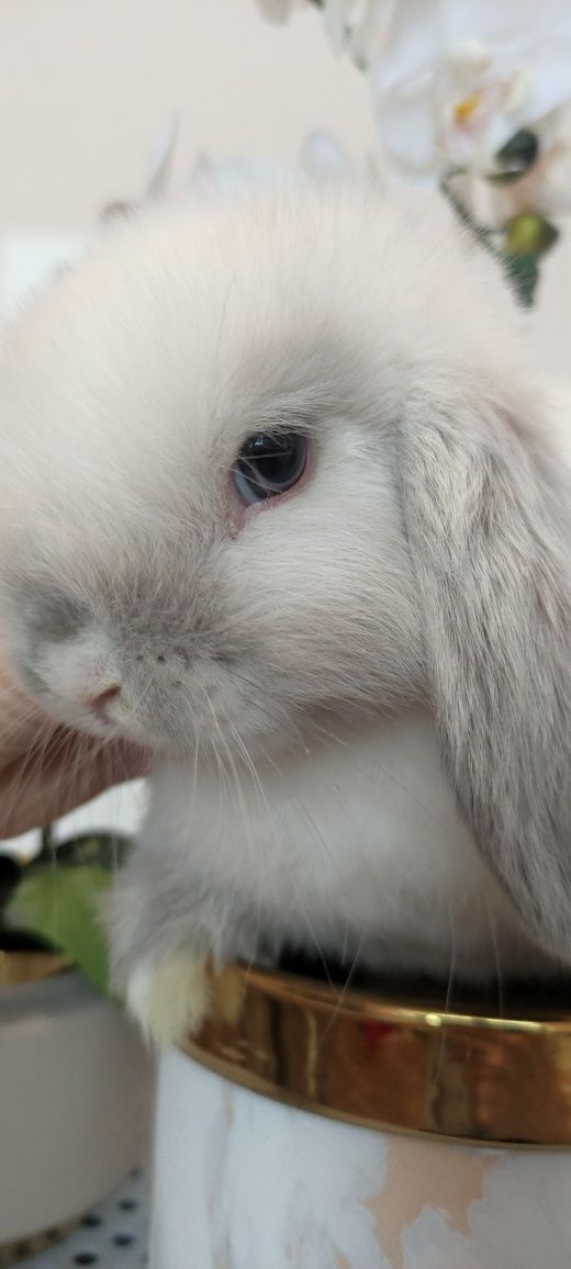 Mini Lop królik gotowe do odbioru