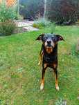 Fibi- mała suczka mix pinczer do adopcji