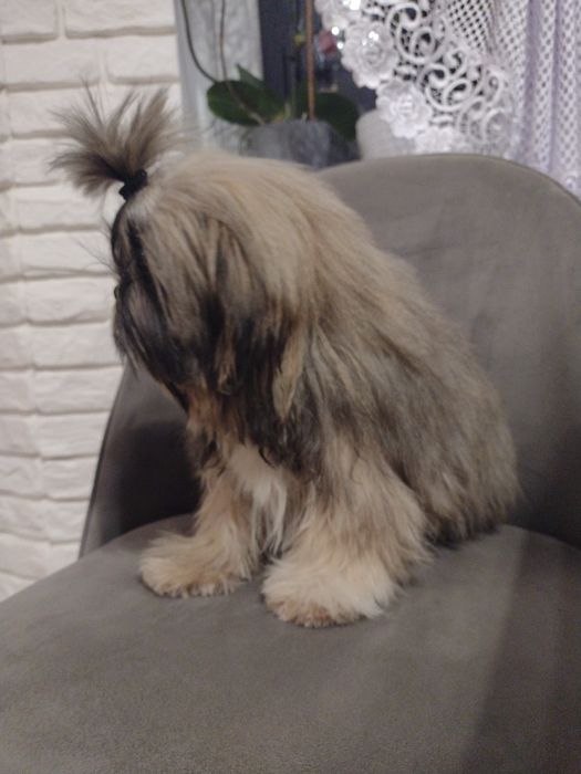 Maluszki shih tzu