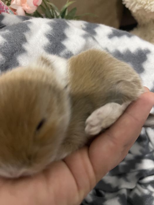 Декоративный вислоухий кролик в типі Тедди