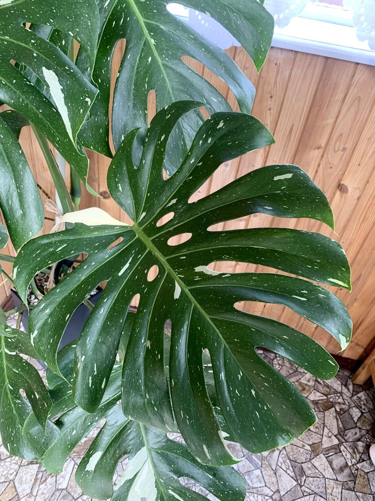 Monstera Thai Constellation