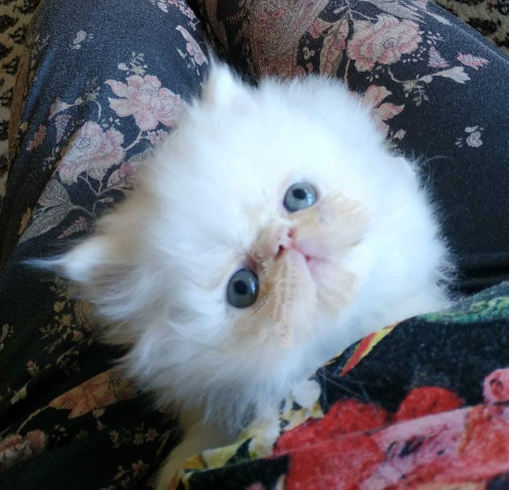 Piękny kotek kotka perski zachodniopomorskie Szczecin Koszalin