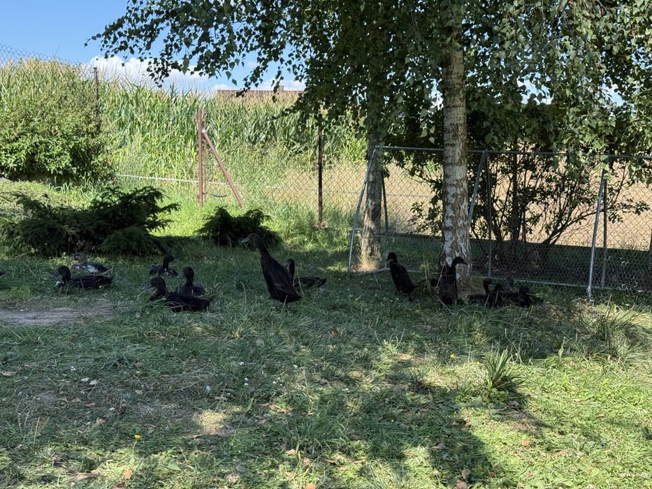 Kaczki i kaczory Biegus Indyjski