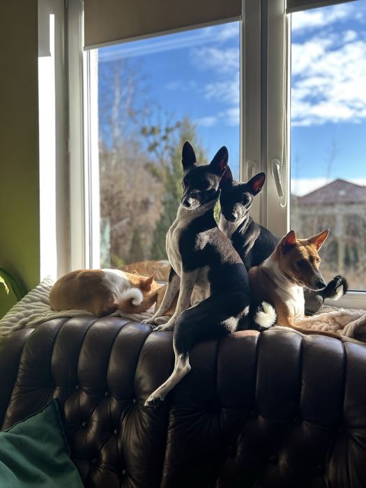 Basenji - rezerwacja szczenięcia po Interchampionach