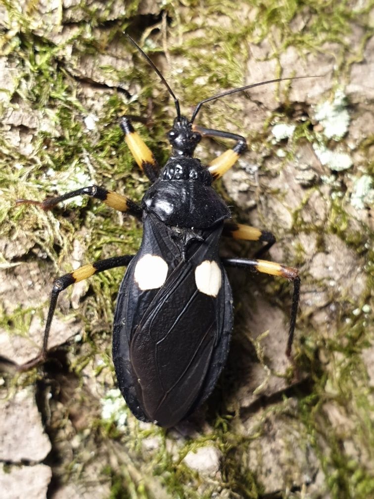 Хижі клопи platymeris biguttata,клопы-хищнецы