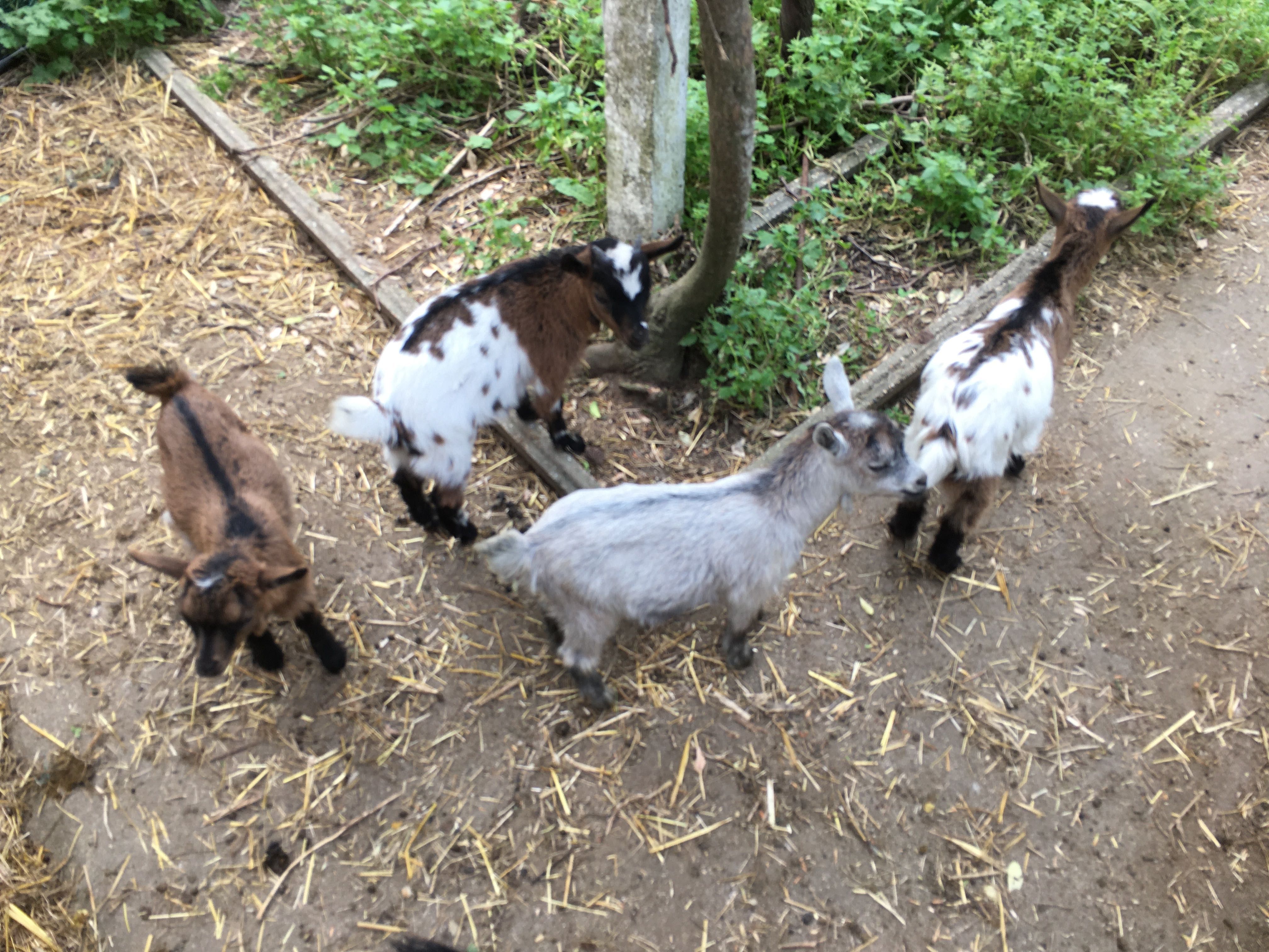 cabras anãs, com e sem chifres