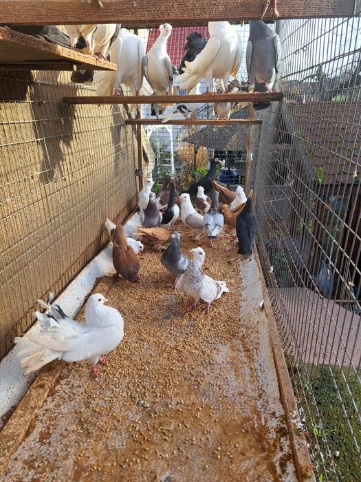 Gołębie gołąb ptaki ozdobne likwidacja hodowli