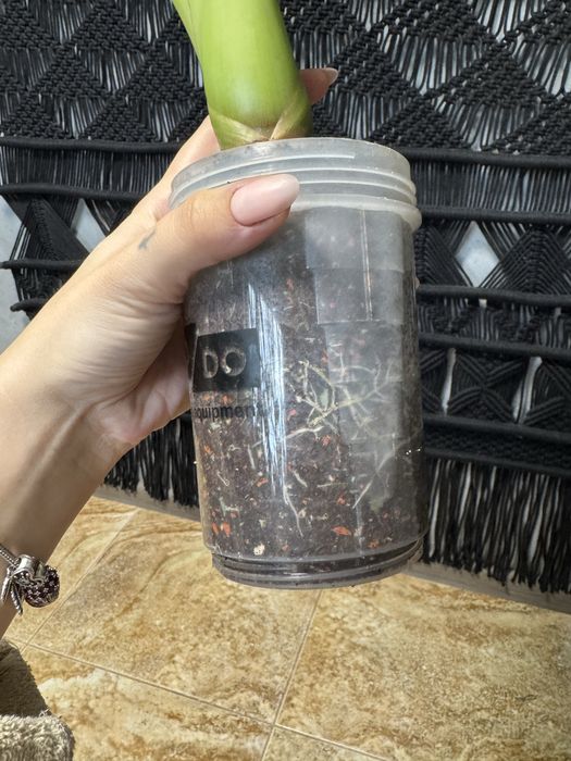 Алоказія Регал Шилдс