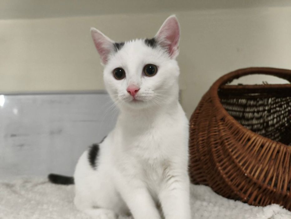 Spójrz w te oczy i podaruj dom. Wspaniałe koty czekają na Ciebie!