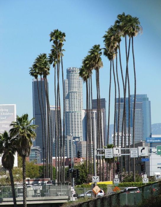 Palmeiras de leque de tronco fino Washingtonia robusta