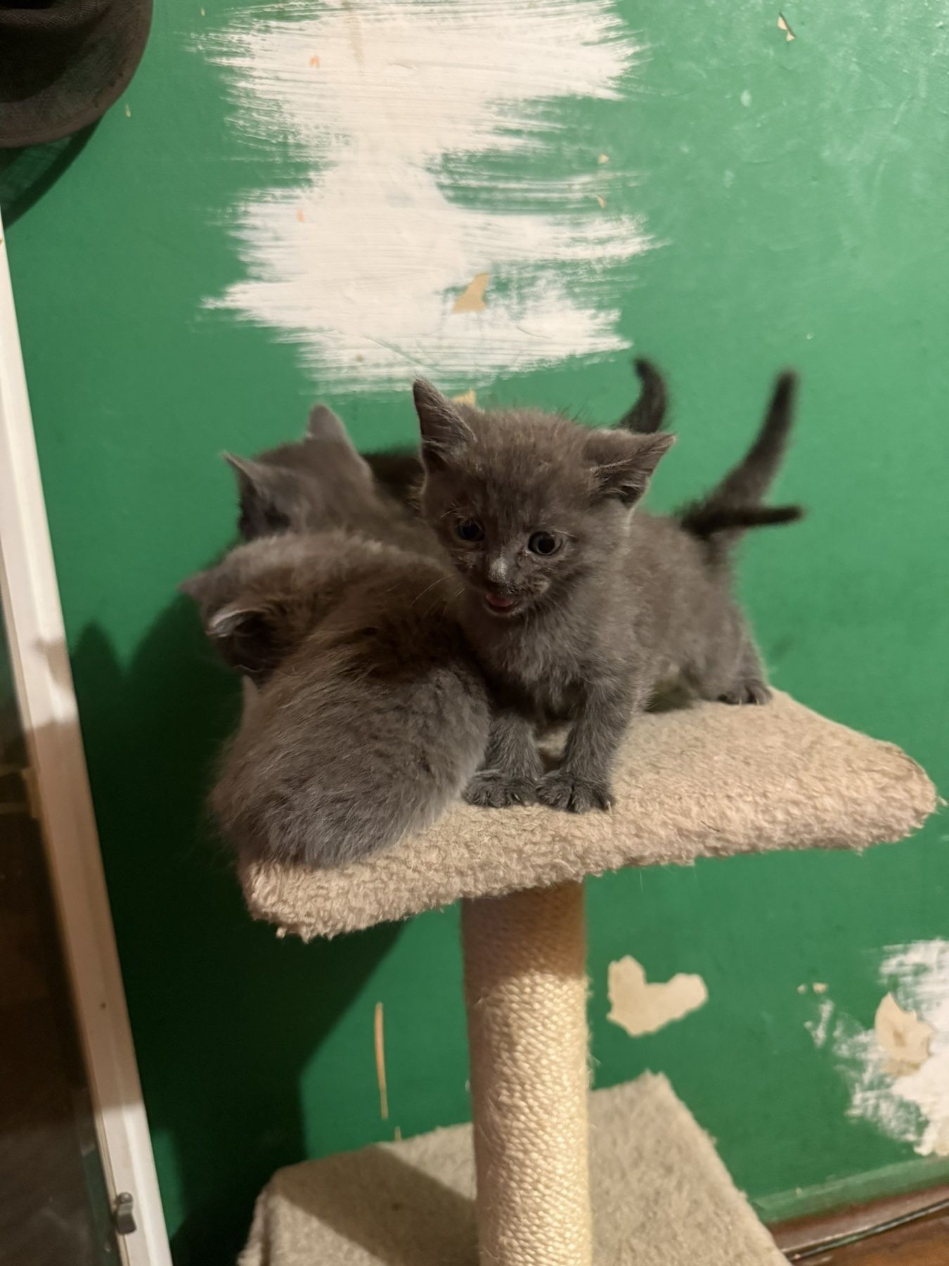 Віддам британців(котят)Безкоштовно