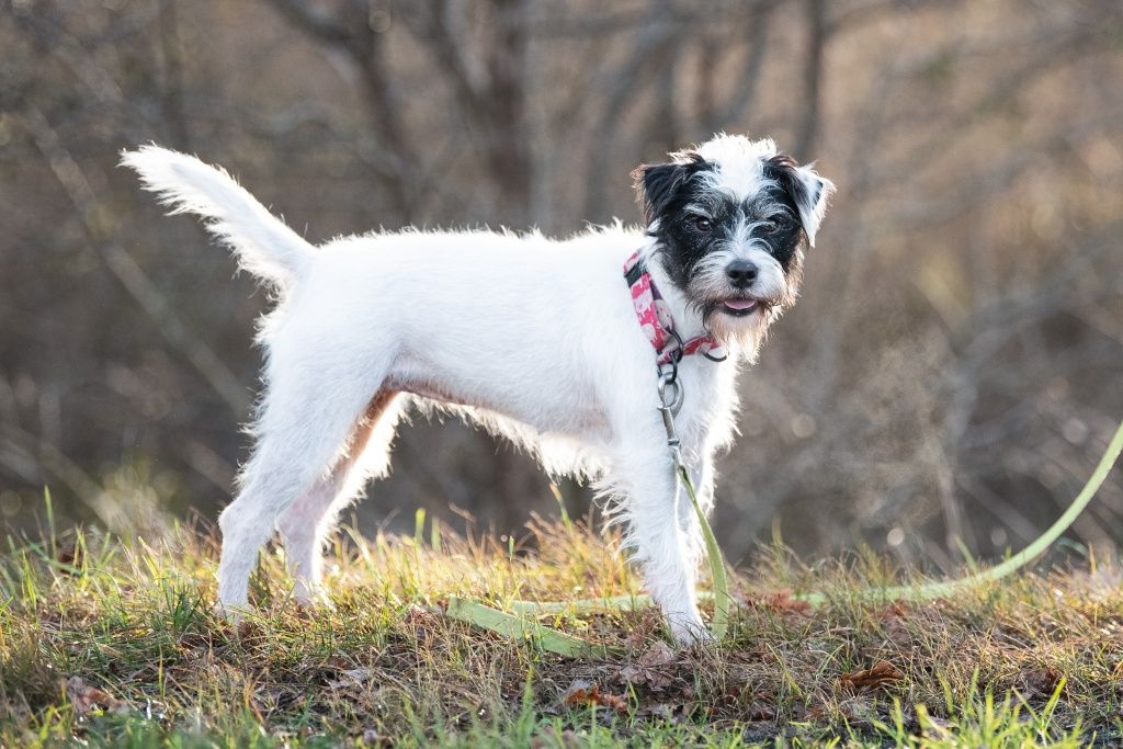 Neska Parson terrier do adopcji!