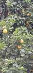 Limas biológicas muito sumarentas e aromáticas