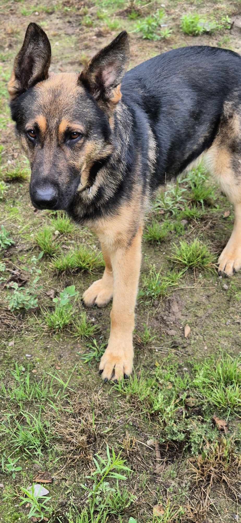 Piesek około 1.5 roku