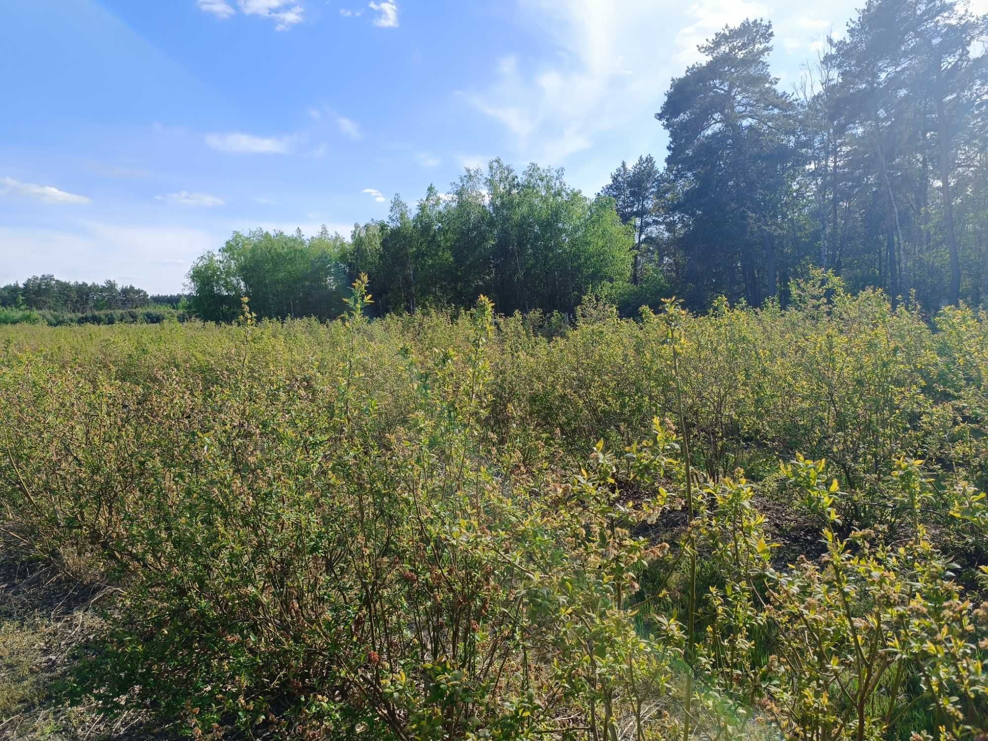 Sprzedam krzewy borówki, wy dzie rzawie plantacje