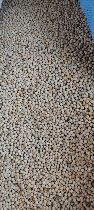 Groch batuta z 2025r