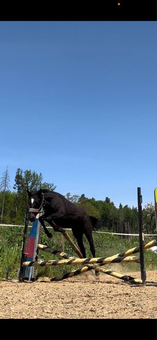 Obiecująca klacz do sportu