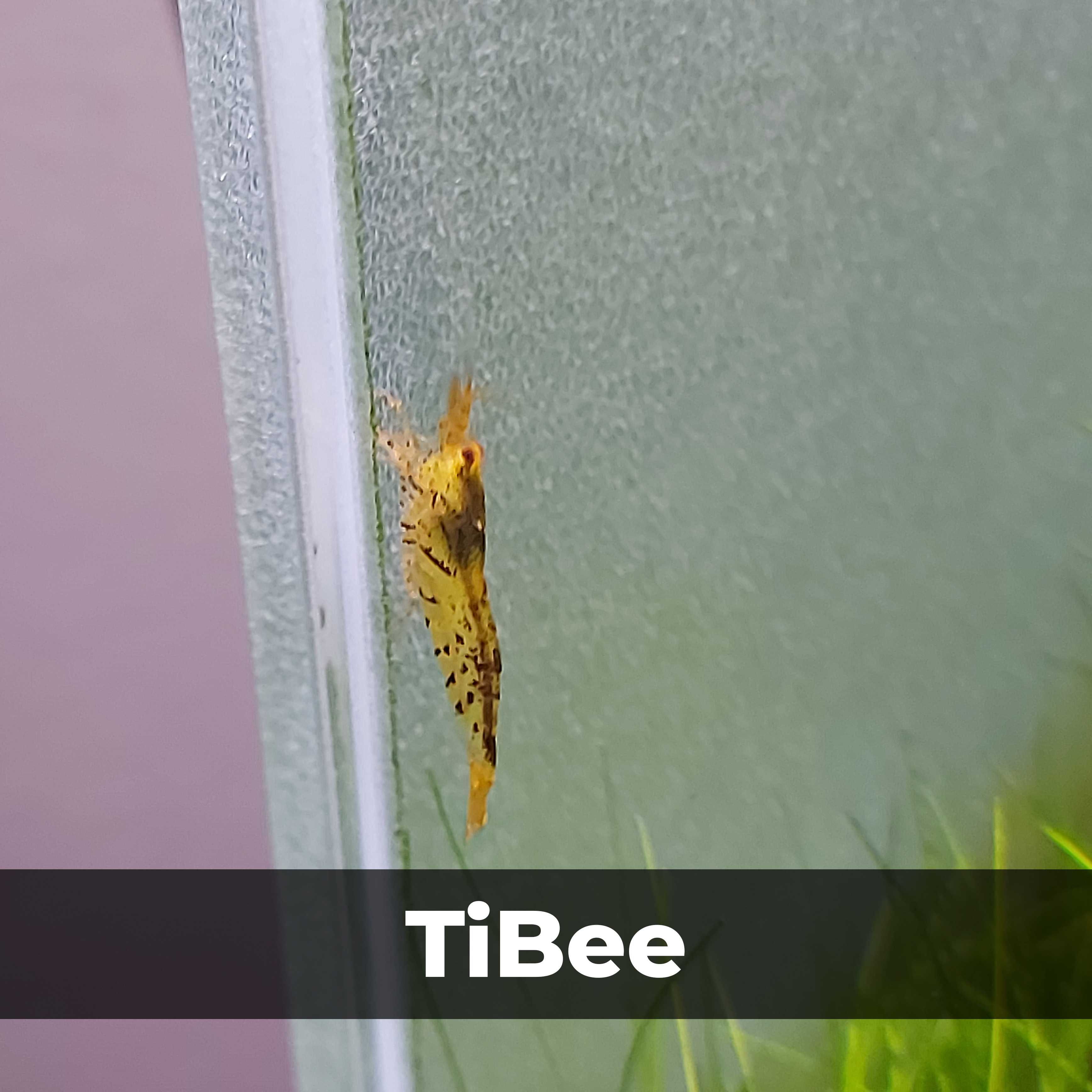 Аквариумные креветки Caridina TiBee