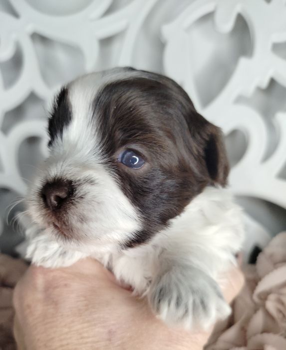 Yorkshire Terrier, Biro