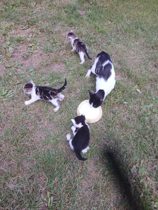 Małe kotki oddam w dobre ręce