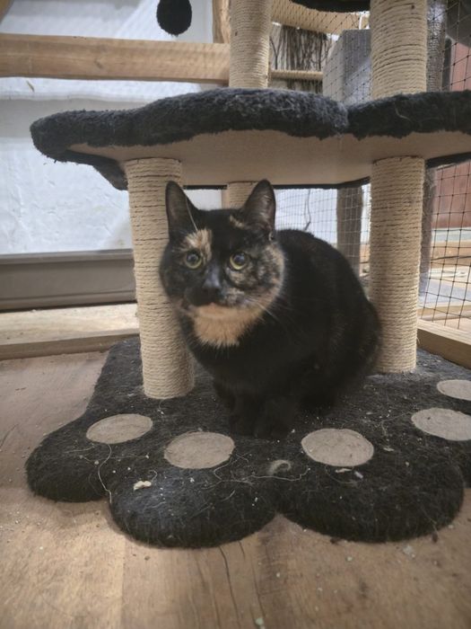 Kotka Poziomka szuka domu,przepiękna,uratowana,pomóż,adoptuj,koteczka