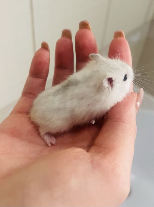 Хомʼяки джунгарики 1-2 місяці