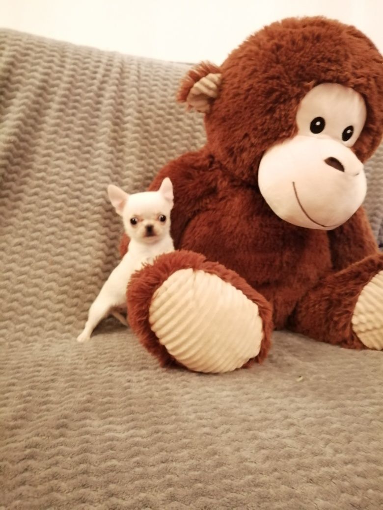 Chihuahua piesek krótkowłosy