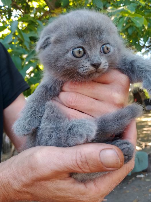 Шотландській вислоухий