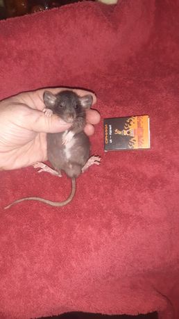 Щурики декоративні крыса крысята дамбо  крысенок