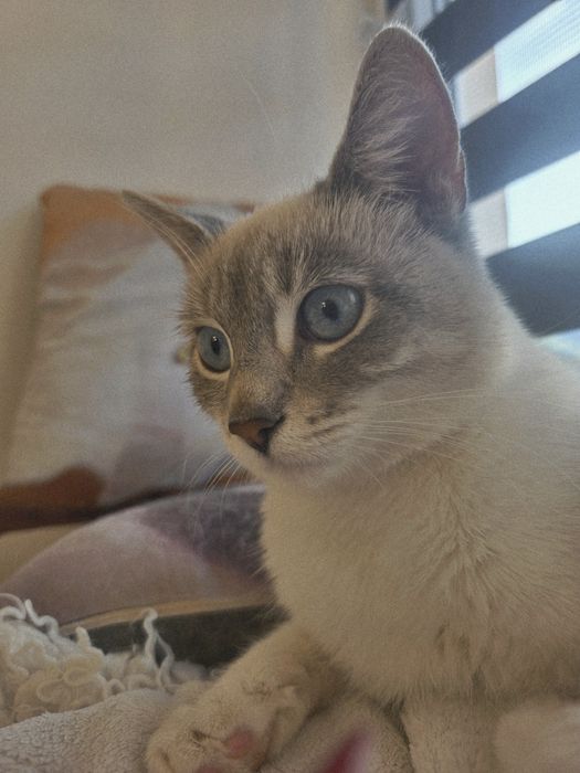 PILNE. MAMY 5 dnia na znalezienie domu tymczasowego