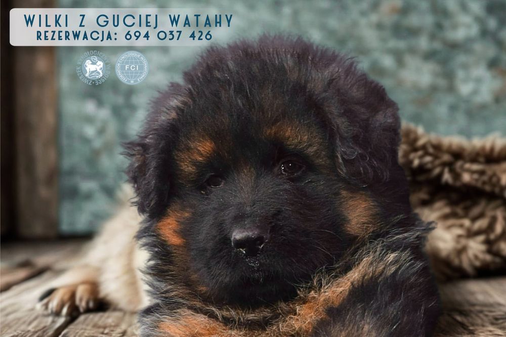 Owczarek niemiecki Piesek ZKwP