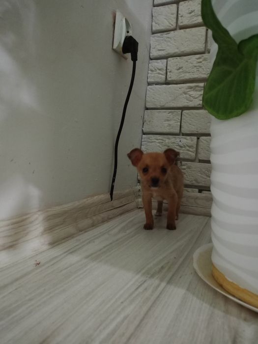 Ratlerek miniaturka piesek