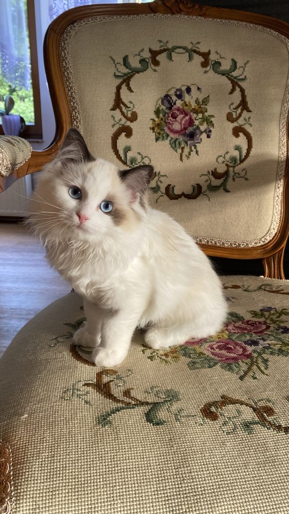Kotka ragdoll do odbioru od zaraz rodowód FPL