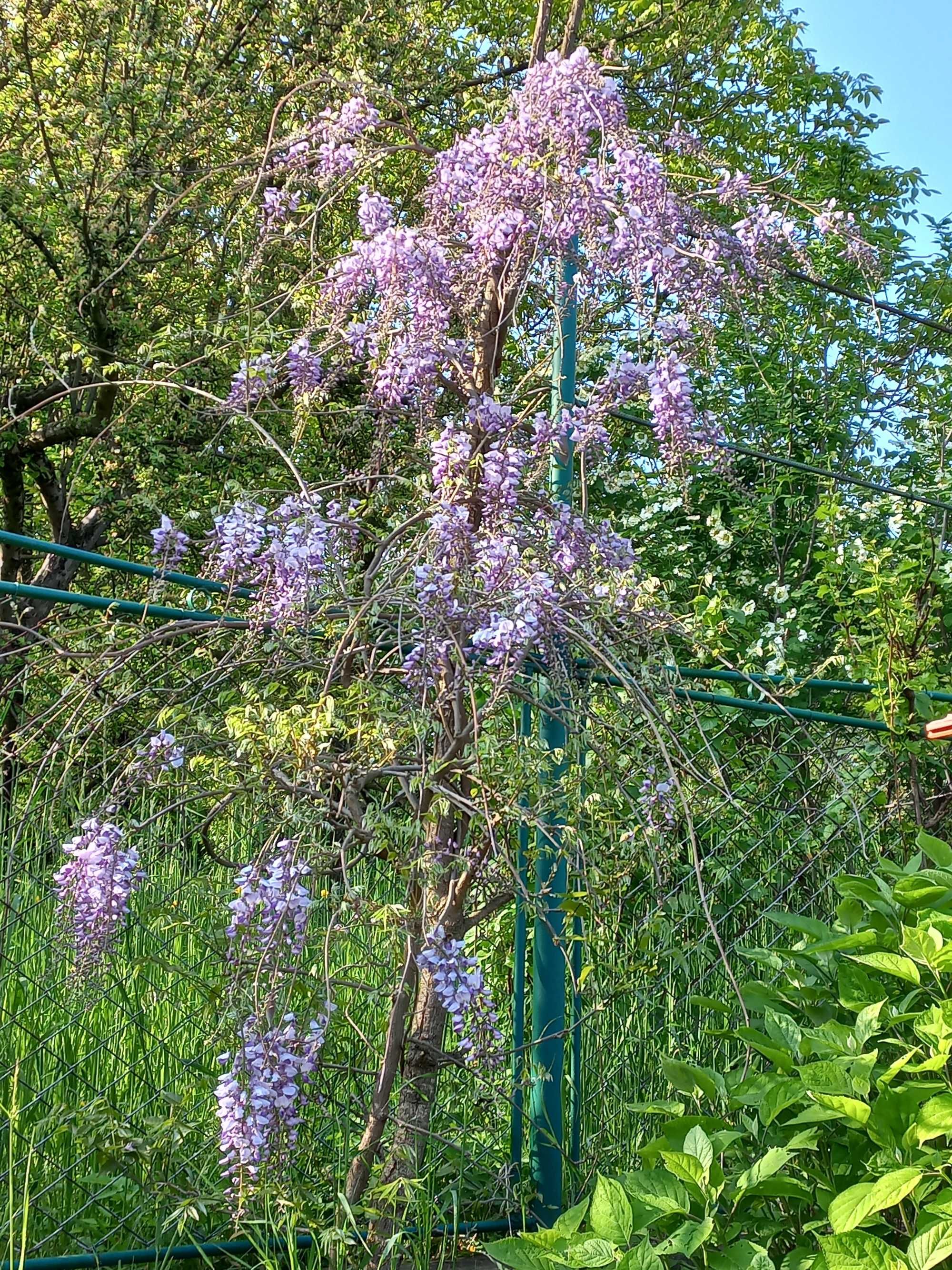 Гліцинія бузкова