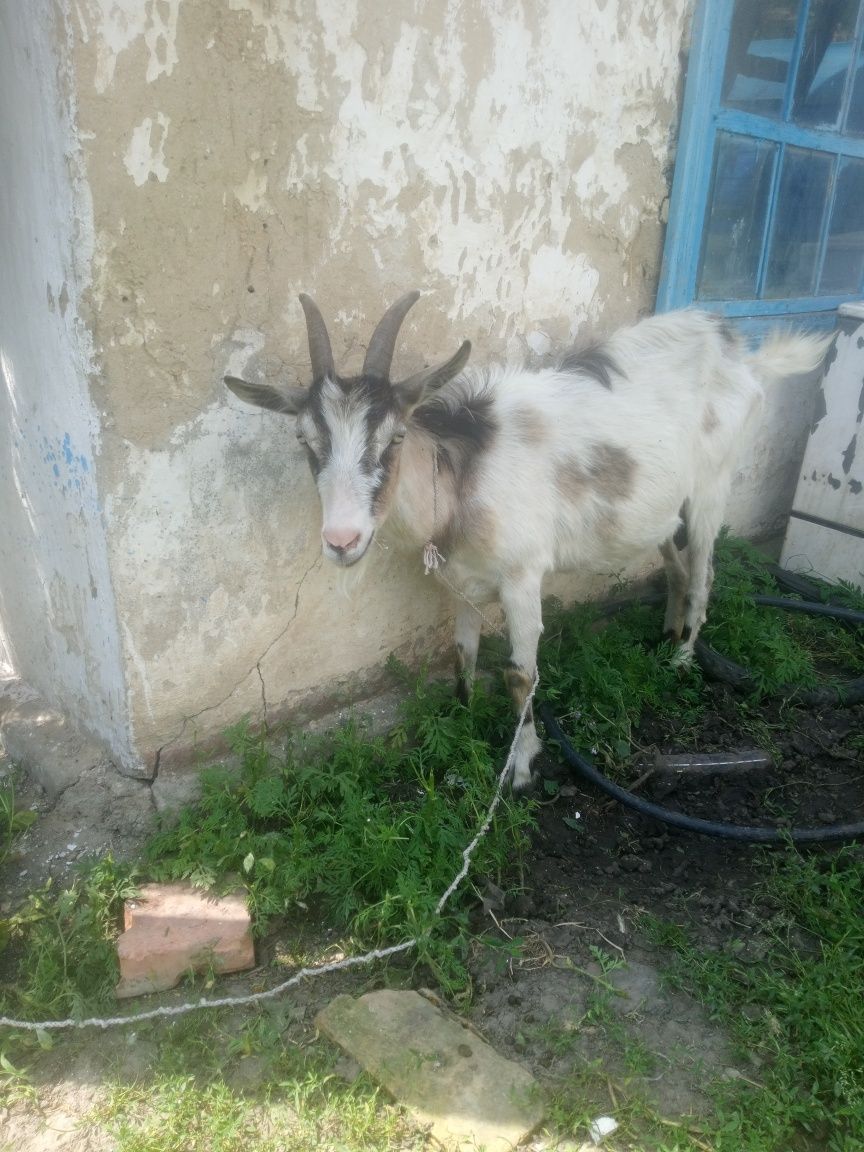 Продам дійну альпійську козу