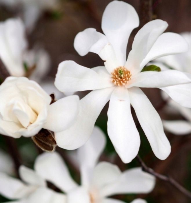 Magnolia biała -  3m