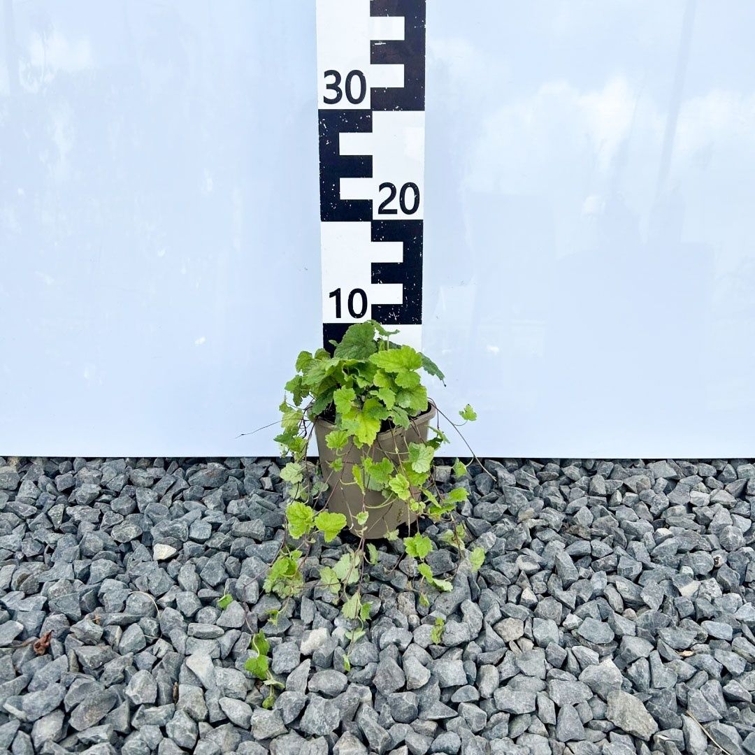 Tiarella sercolistna 'Moorgrün' 1L