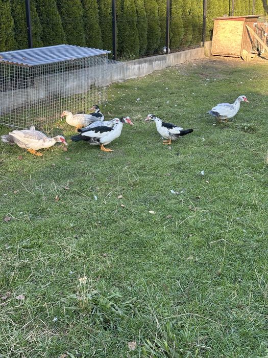 Kaczki, kaczory francuskie