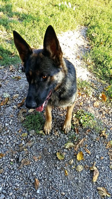 Цуценята німецької вівчарки