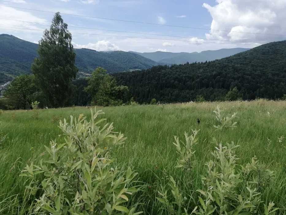 Земельна ділянка 84 сотих в Яремчі, від центральної дороги 2 хв.