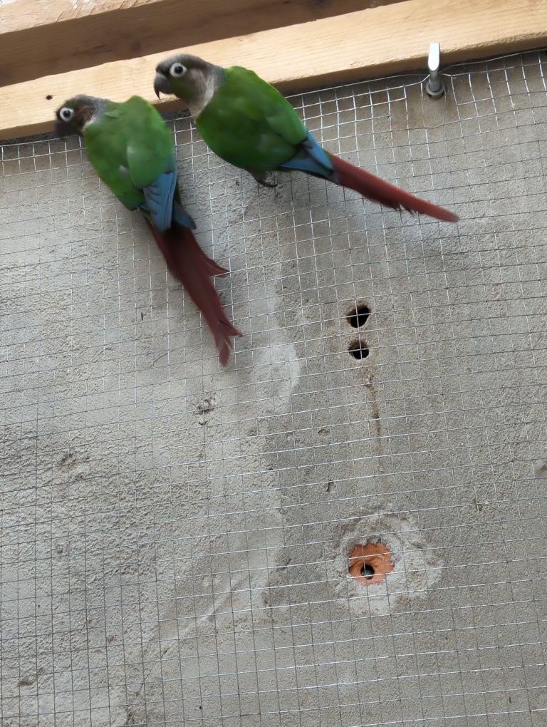 Casal de Pyrrhuras