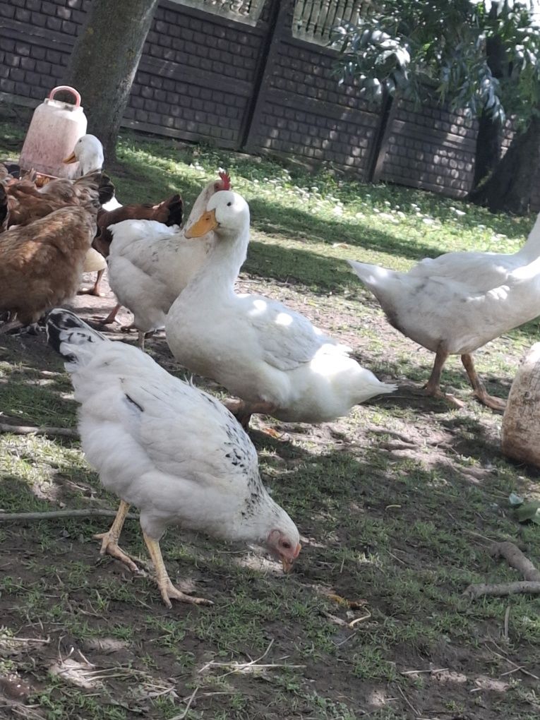 Kaczki Pekin maximus