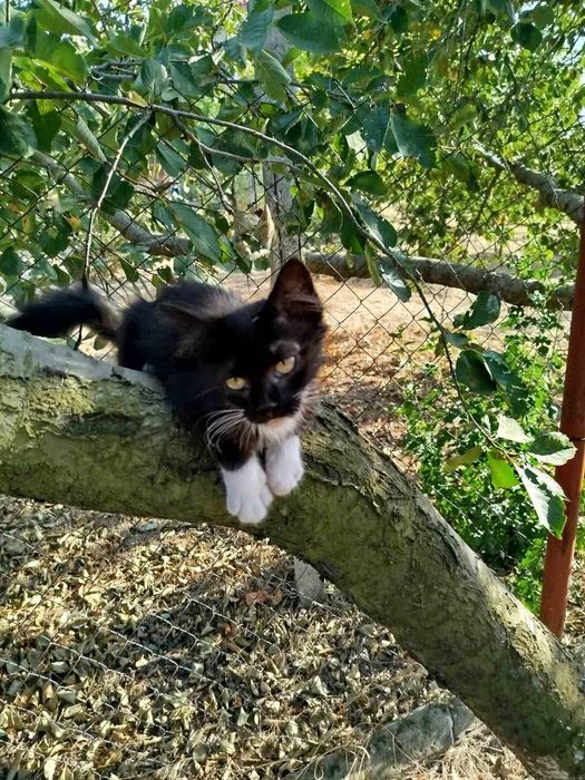 Шикарная Кира, 5 месяцев! Девочка)