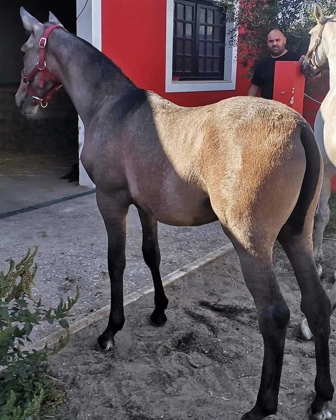 2 Poldros PSL, filhos do Gladiador do Lis